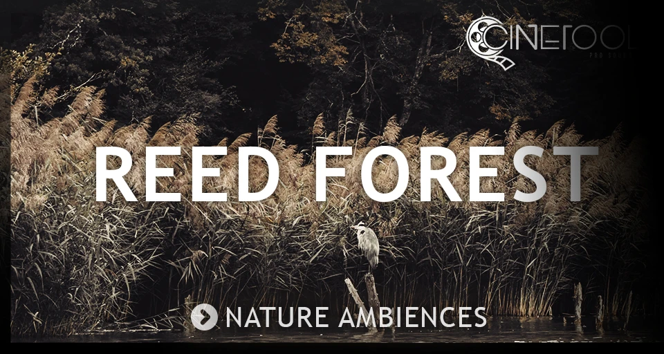 Reed Forest cover artwork